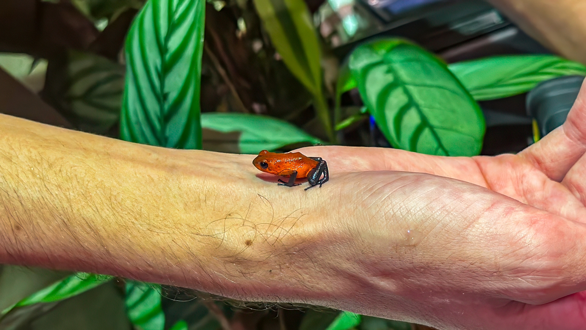 Erdbeerfröschchen, Oophaga pumilio, Strawberry Poison Dart Frog (auch ohne Poison und Dart), Rana flecha venenosa roja y azul (oder auch Rana dardo venenosa de la fresa oder nur Rana flecha roja y azul)